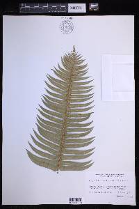 Polystichum munitum image