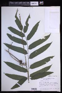 Bolbitis serratifolia image