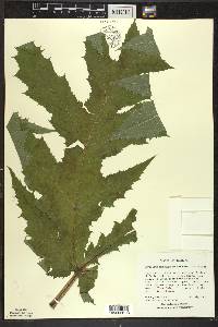 Heracleum mantegazzianum image