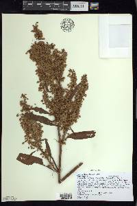 Rumex orbiculatus image