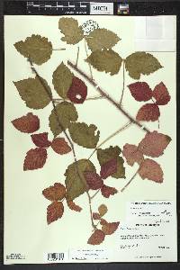 Rubus caesius image