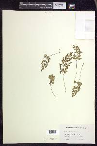 Cryptogramma stelleri image