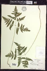 Gymnocarpium dryopteris image