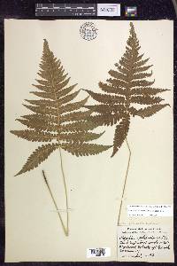 Phegopteris connectilis image