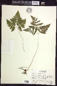 Gymnocarpium dryopteris image