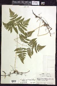 Gymnocarpium dryopteris image