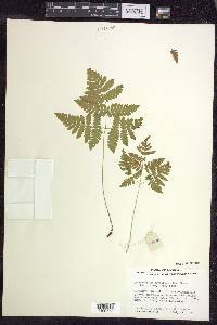 Gymnocarpium dryopteris image