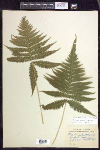 Phegopteris connectilis image