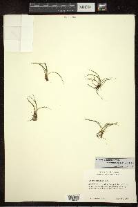 Isoëtes echinospora image