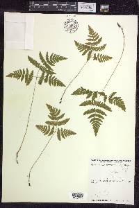 Gymnocarpium dryopteris image