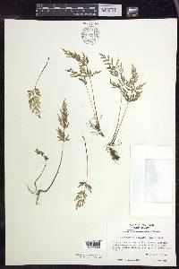 Cryptogramma stelleri image