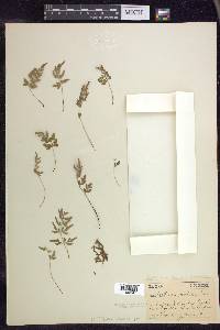 Cryptogramma stelleri image