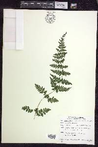 Cystopteris laurentiana image