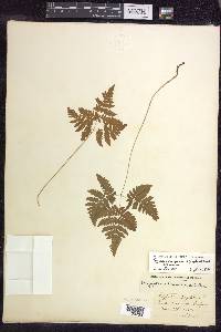 Gymnocarpium dryopteris image