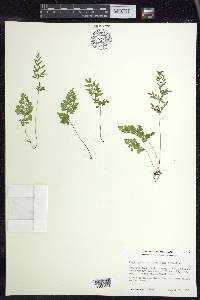 Cryptogramma stelleri image