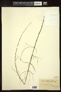 Equisetum fluviatile image