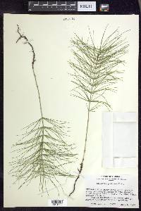 Equisetum pratense image