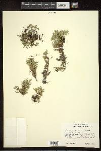 Selaginella rupestris image