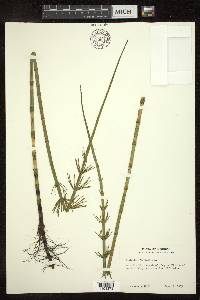 Equisetum fluviatile image