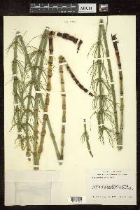 Equisetum fluviatile image