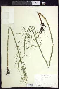 Equisetum fluviatile image