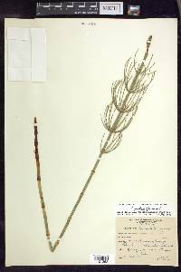 Equisetum fluviatile image