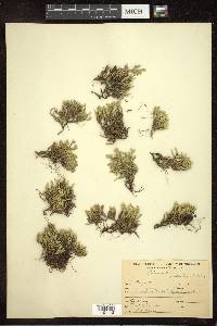 Selaginella rupestris image