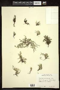 Selaginella rupestris image