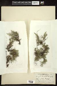 Selaginella rupestris image