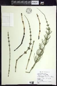 Equisetum palustre image