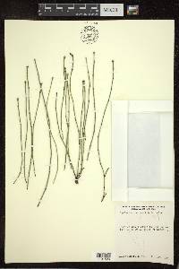 Equisetum variegatum image