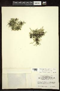 Selaginella eclipes image