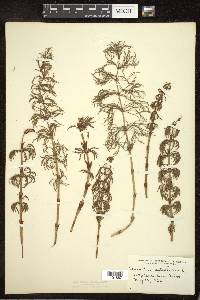 Equisetum sylvaticum image