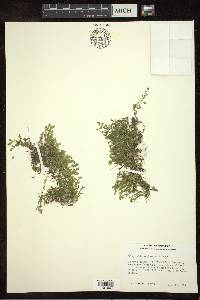 Selaginella eclipes image