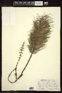 Equisetum sylvaticum image