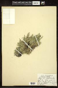 Selaginella rupestris image