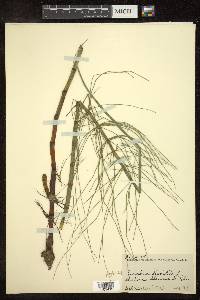 Equisetum fluviatile image