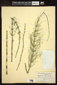 Equisetum fluviatile image