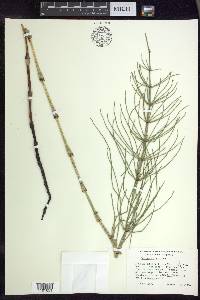 Equisetum palustre image