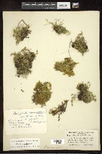 Selaginella eclipes image