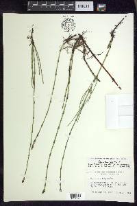 Equisetum palustre image