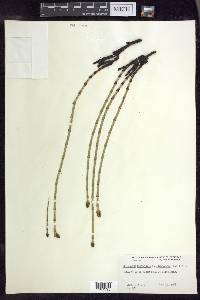 Equisetum fluviatile image