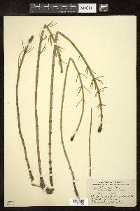 Equisetum fluviatile image