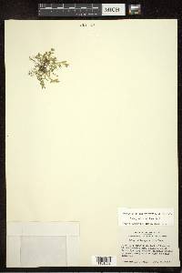 Selaginella eclipes image