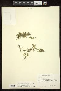 Selaginella eclipes image