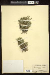 Selaginella rupestris image