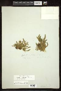 Selaginella selaginoides image