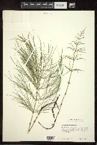 Equisetum sylvaticum image