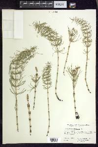 Equisetum pratense image