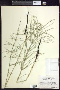 Equisetum palustre image